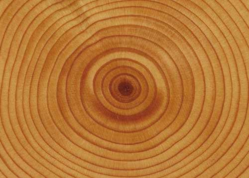 Photograph of tree rings