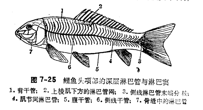 鱼类的血液循环系统为闭管型,为单循环.