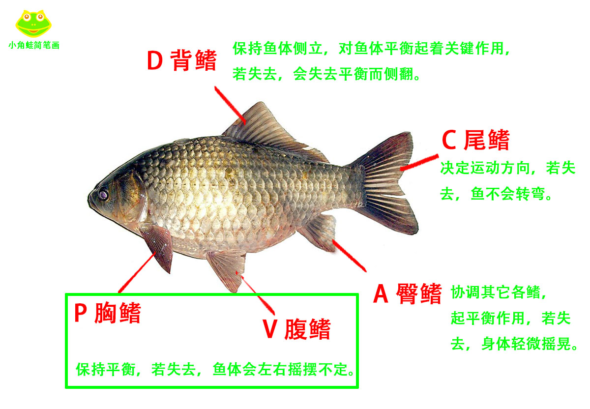 鱼鳍是哪个部位图片图解（鱼体结构及各部位功能介绍） – 碳资讯
