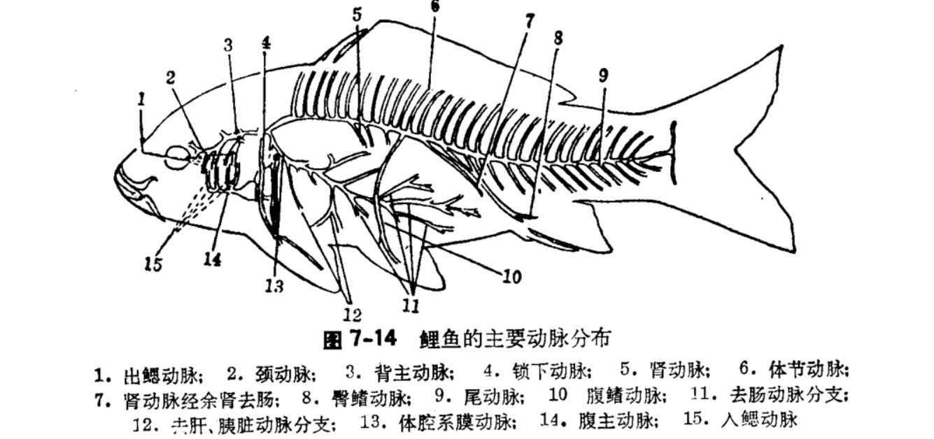 液体是血液淋巴,管道为血管和淋巴管.