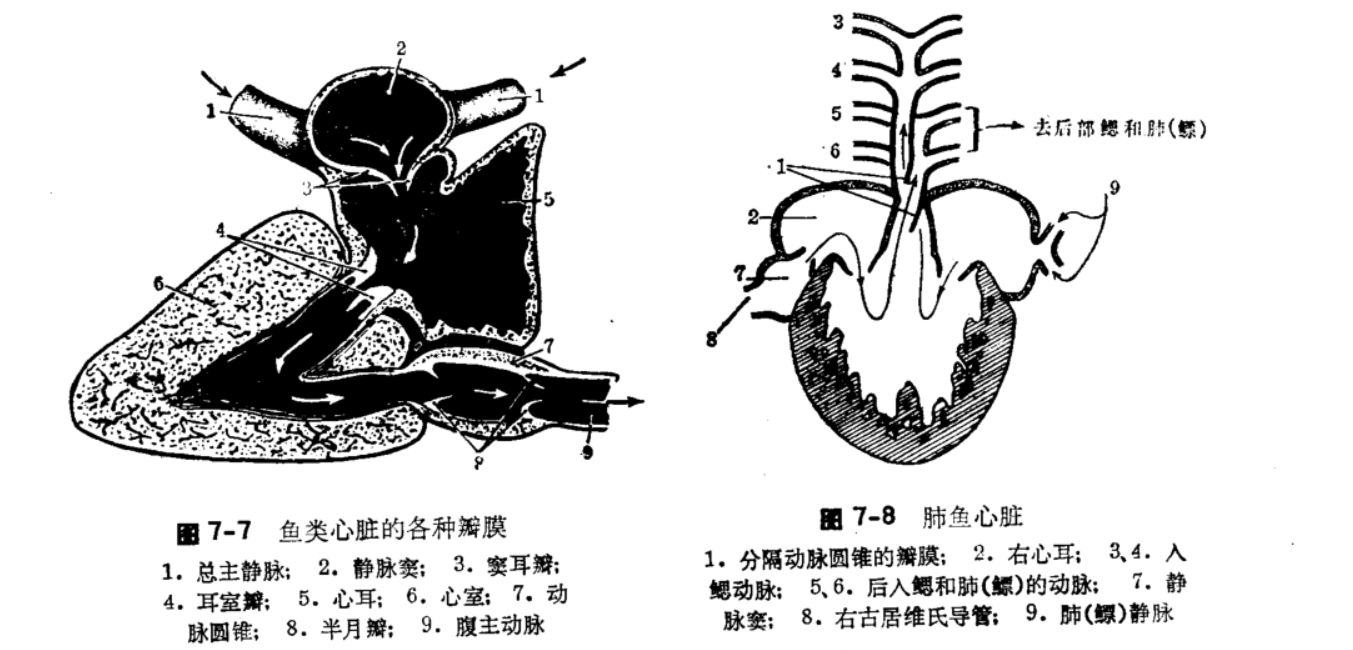 鱼类循环系统包括液体和管道两部分.