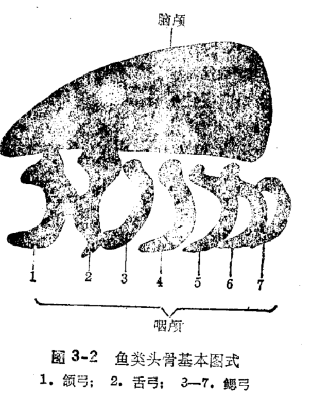 鱼类学（形态分类）-CSDN博客