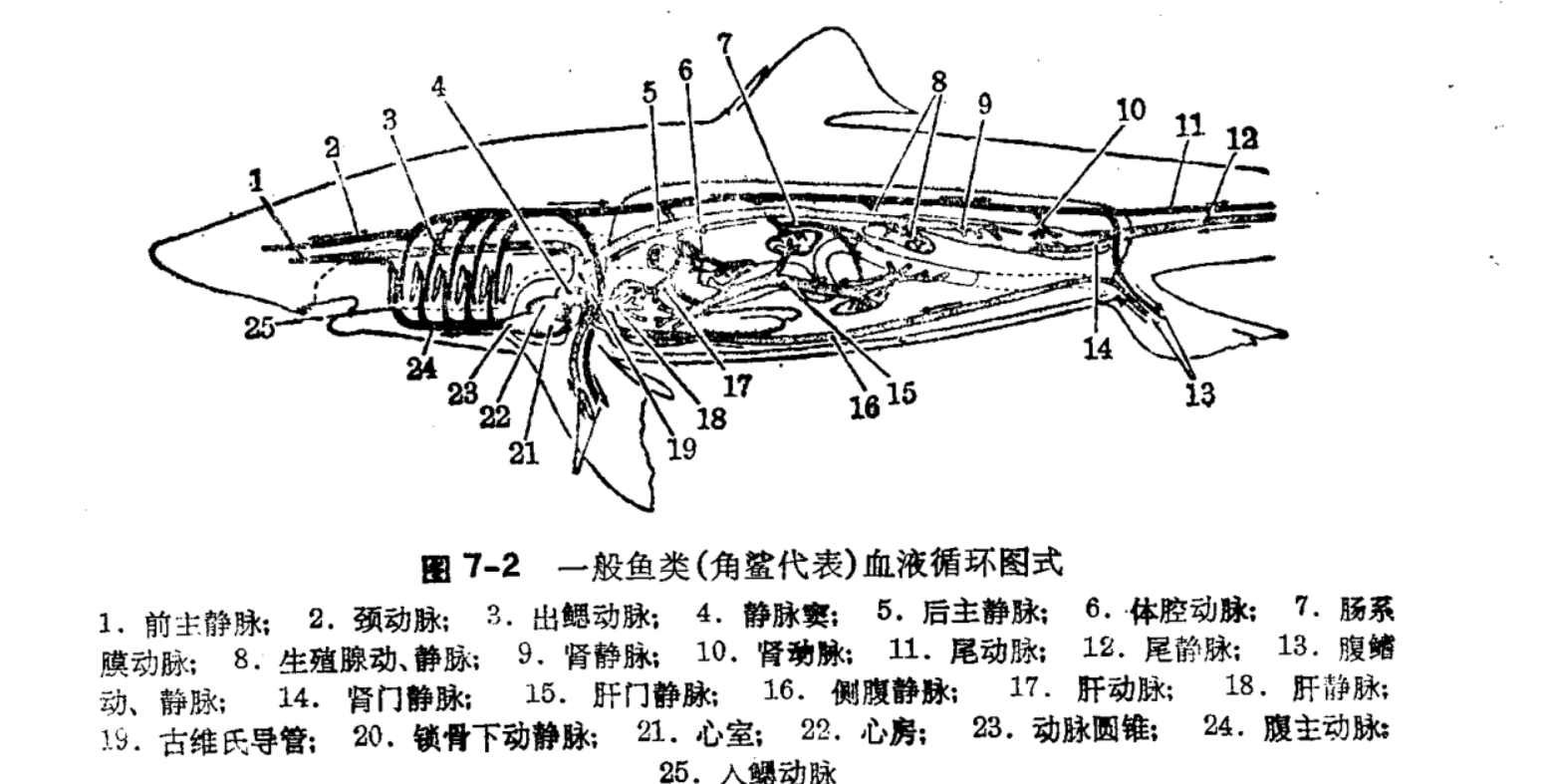 鱼类循环系统包括液体和管道两部分.