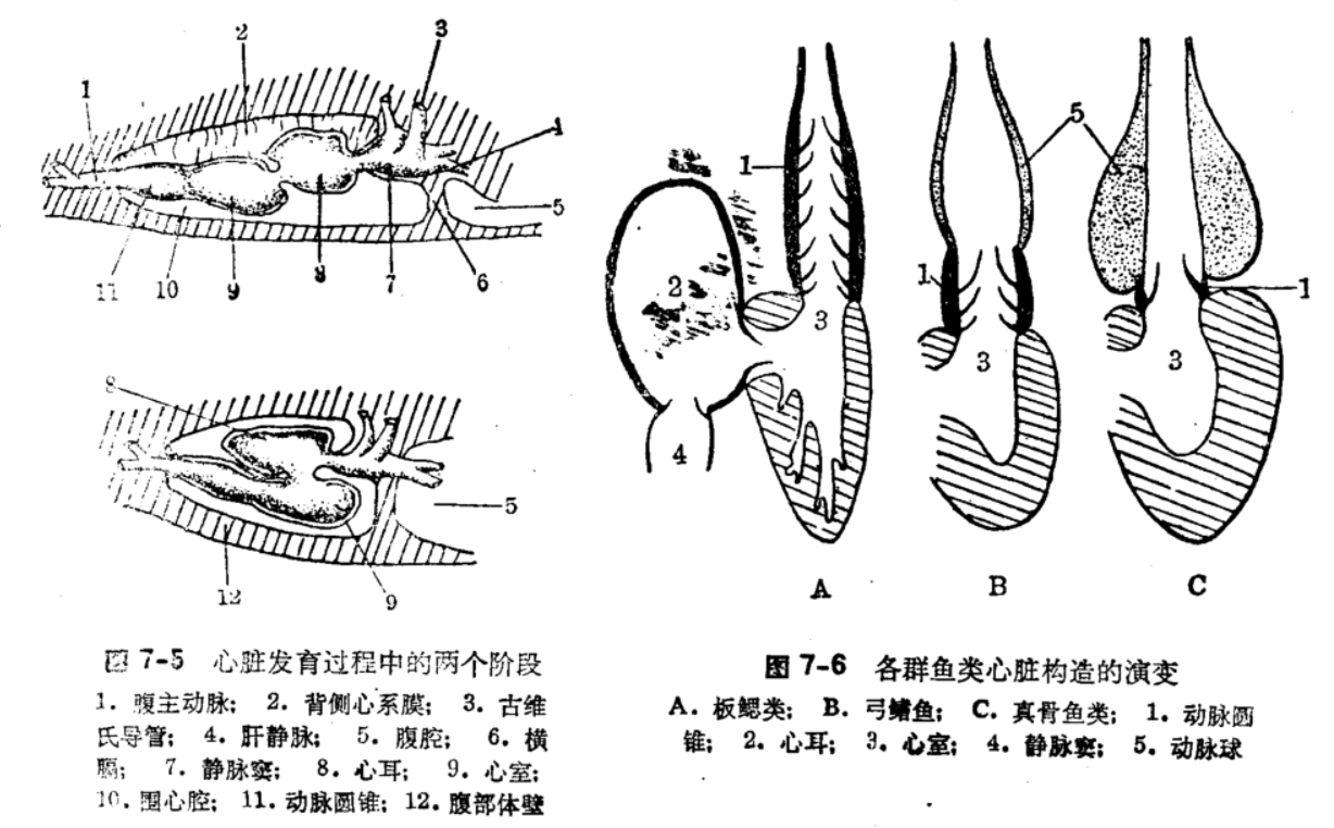 鱼类的血液循环系统为闭管型,为单循环.