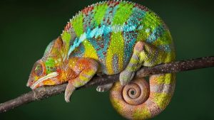 chameleon 算法_为了简单起见，Arquillian Chameleon