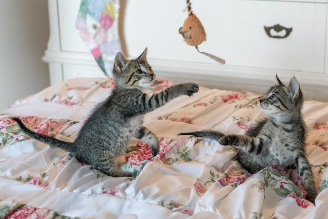 Young kittens playing