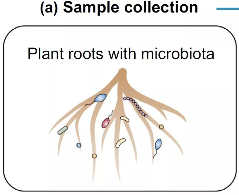 com根系微生物组研究中的合成群落还原法