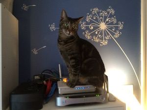 Cat sitting on a router