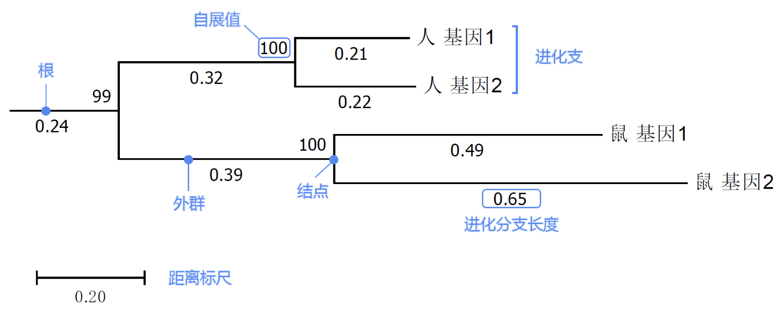 一文读懂进化树 Yu Bio的博客 程序员宅基地 程序员宅基地