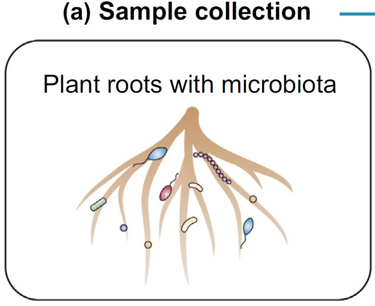 from holism to reductionism根系微生物组与宿主植物之间相互作用的