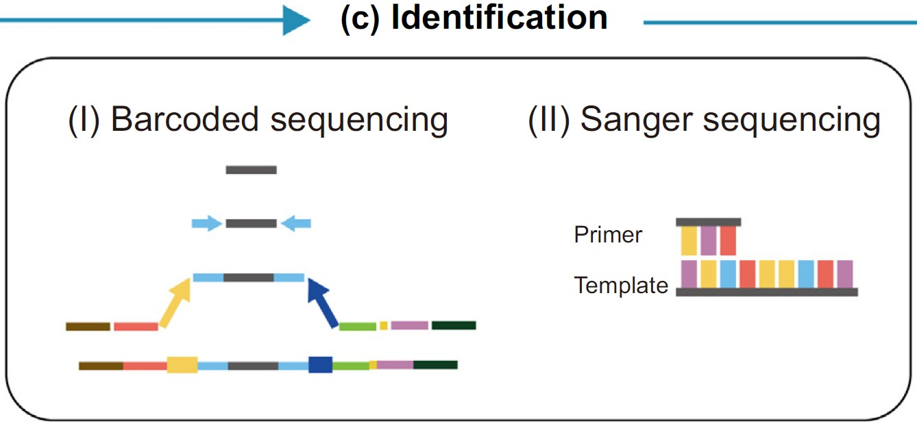 from holism to reductionism根系微生物组与宿主植物之间相互作用的