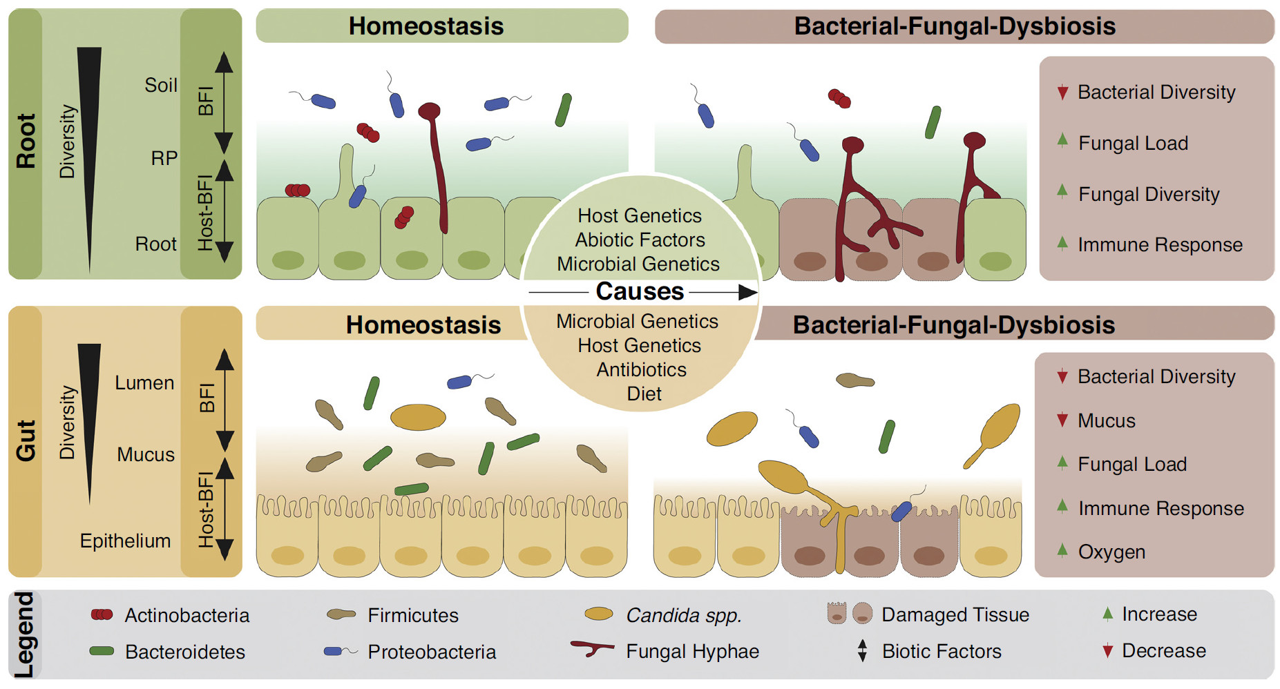 细菌-真菌的平衡维持动植物健康