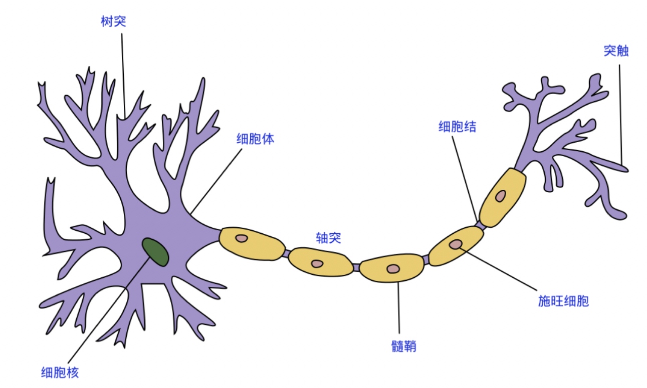 生物神经网络