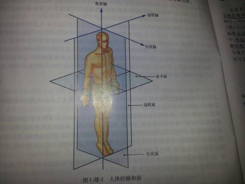 人体长轴在哪里图片