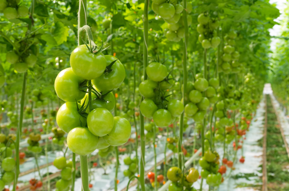 现代农业无土栽培种植模式 有哪些类型和好处 智慧温室的博客 Csdn博客