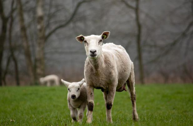 腿脚不灵便竟当起了羊倌，他创办养殖场资产达80万元