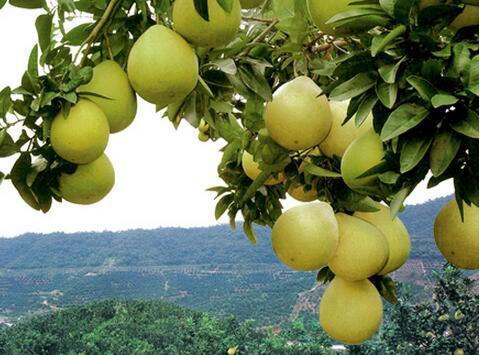 小伙让蜜柚成为真正的“黄金柚”，帮助600多农户发家致富
