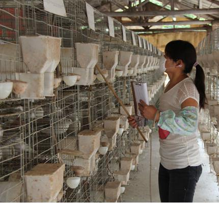 小伙注册肉鸽养殖公司，走向成功致富之路