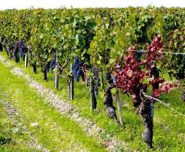 大学生返乡回农村种植有机水果，带领农民走上创富之路