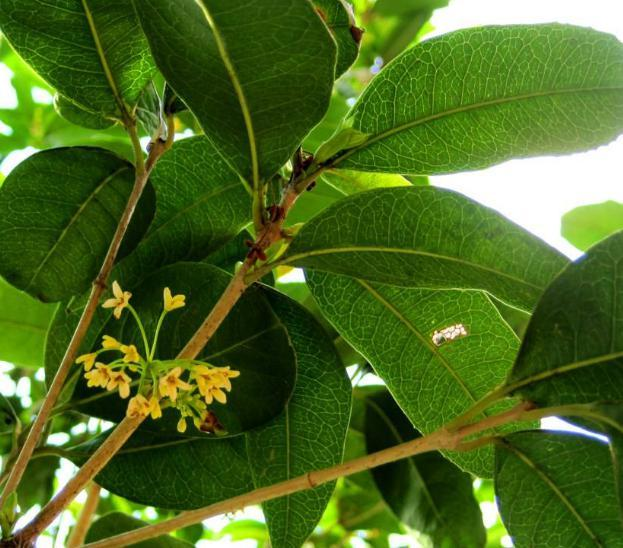 大学生返乡回农村种植有机水果，带领农民走上创富之路