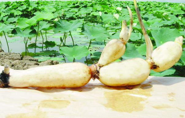 上门女婿靠莲藕发财，日子过的诗情画意