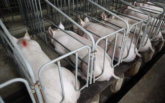 广西农民靠养猪发家致富，采用新模式既有效益又保护生态