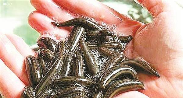 老头创业弄养殖，每亩收入3万元，水蛭为啥这么值钱？