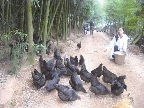 农村妇女返乡养殖乌鸡，一年轻松入账30万