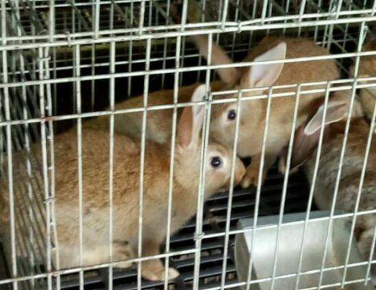 夫妻回乡创业养生态兔，年销售达600多万