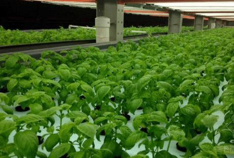 无心插柳，他们开办农场拥有5800英亩的有机农田