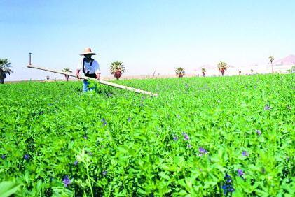 无心插柳，他们开办农场拥有5800英亩的有机农田