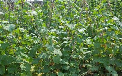 无心插柳，他们开办农场拥有5800英亩的有机农田