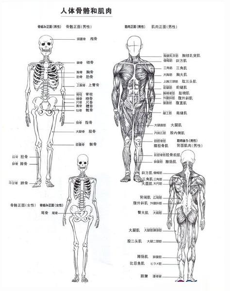 次世代建模之人体比例及肌肉骨骼介绍