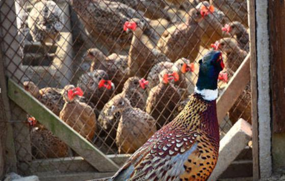 山东农户靠养殖山鸡致富，年纯收入达6万