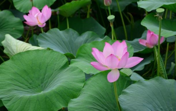 上门女婿靠莲藕发财，日子过的诗情画意