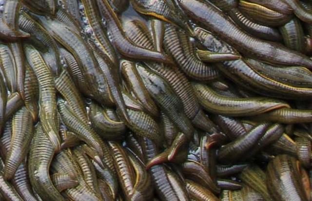 老头创业弄养殖，每亩收入3万元，水蛭为啥这么值钱？