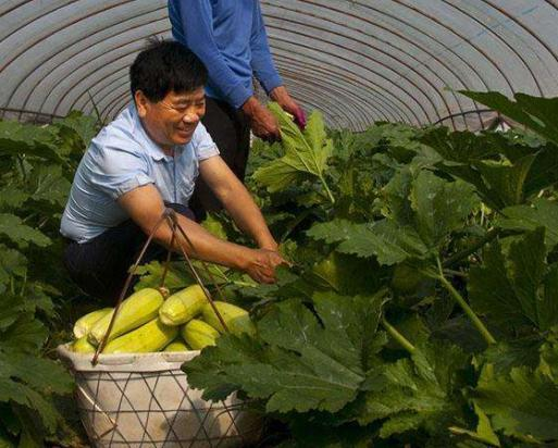 小伙回乡种植大棚蔬菜，闯出了一条科技致富路