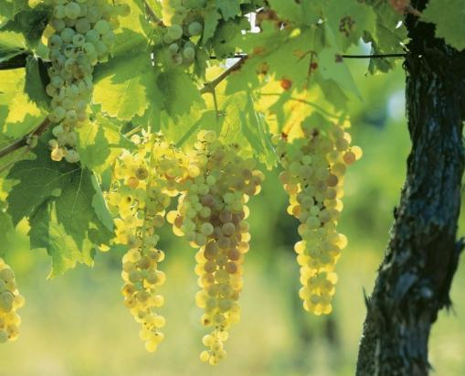 放弃高等学府深造，美女打造循环农业，带领村民闯出一条致富道路