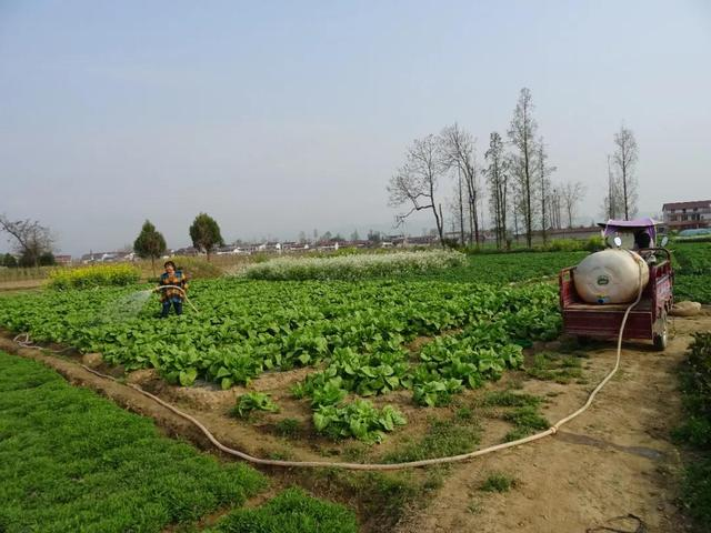 神州大地绿透了，跟着气象卫星看中国