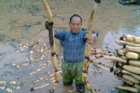 上门女婿靠莲藕发财，日子过的诗情画意