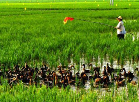 放弃高等学府深造，美女打造循环农业，带领村民闯出一条致富道路