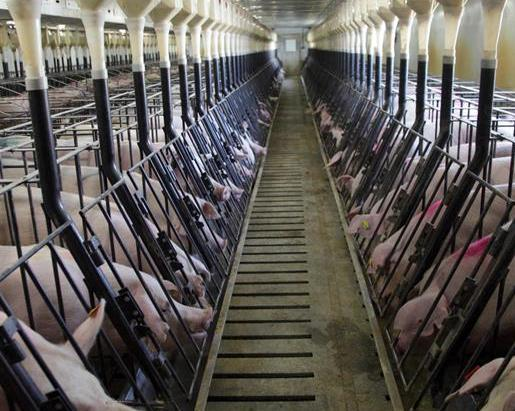 放弃高等学府深造，美女打造循环农业，带领村民闯出一条致富道路