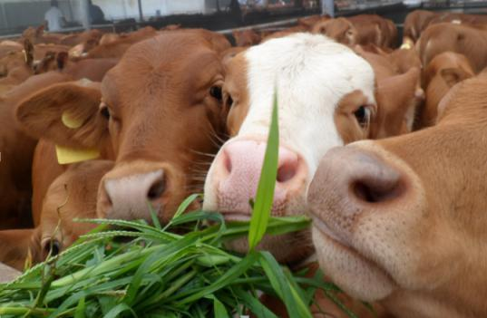 肉牛养殖前景好，他尝到甜头带富了贫困户