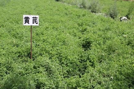 科学化种植是关键，他带领村民种植中草药致富