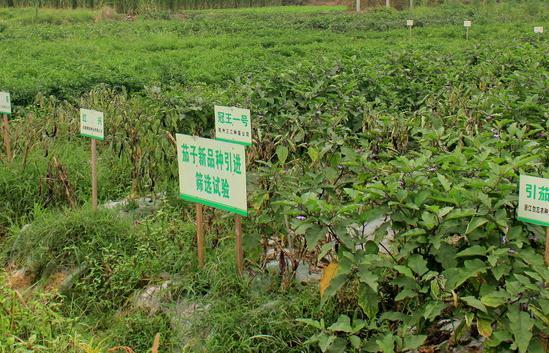 女博士，扎根土地当菜农，成立了自己的农园