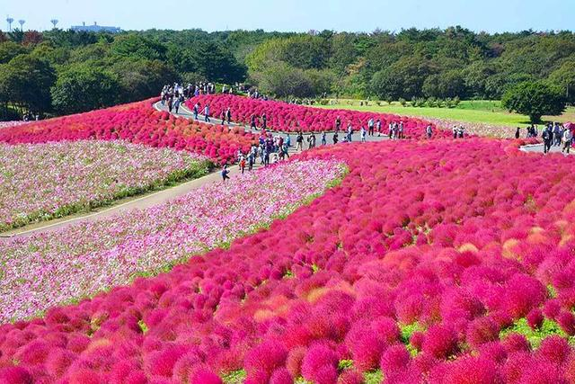 日本“花海”引众多游客围观，国人看后纳闷：这不就是片扫把嘛？
