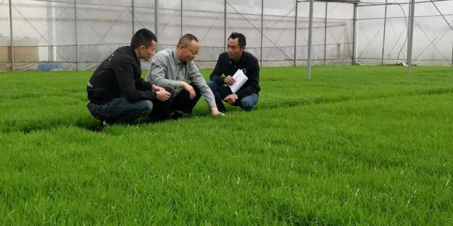 神州大地绿透了，跟着气象卫星看中国