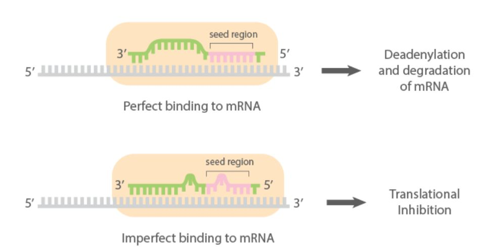 microRNA简介