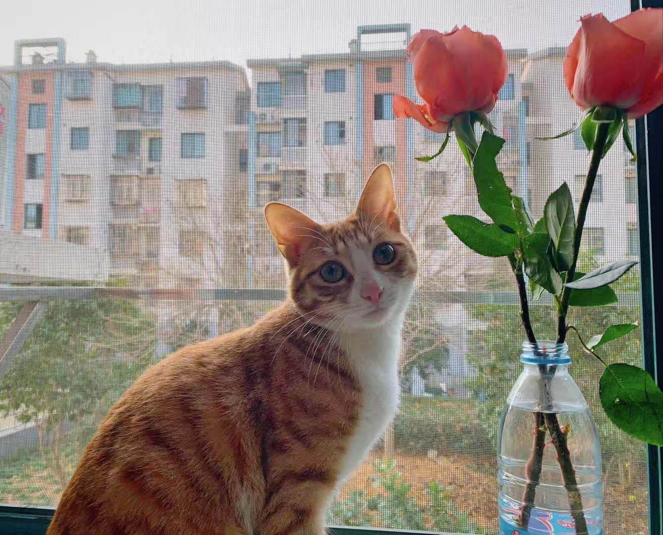 图片发自简书App