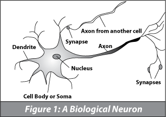 neuron